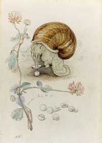 Zobacz obraz BEATRIX POTTER 007, B_POT_007