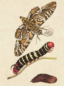 Zobacz obraz Ilustracja ze starej książki, Owady 026, LIT_INS_026